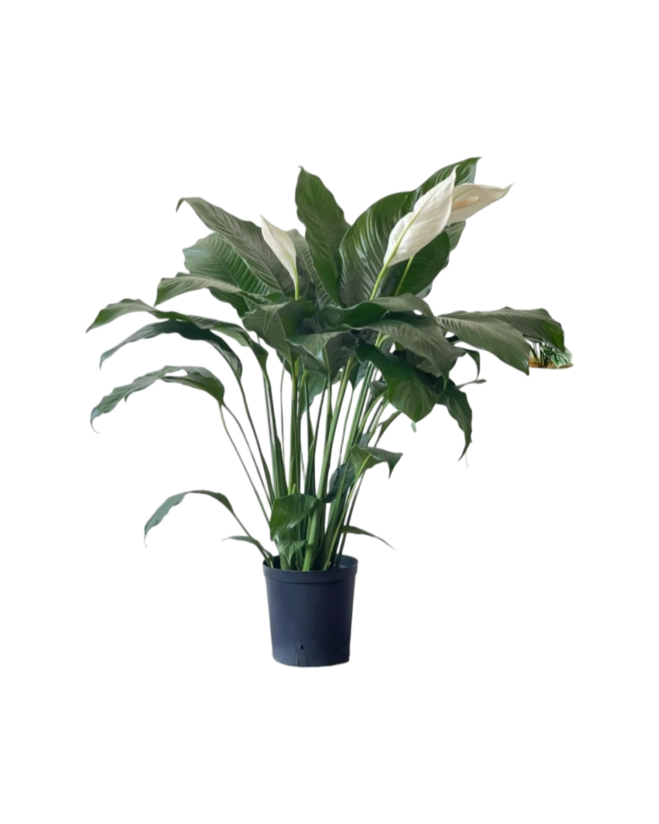 Spathiphyllum Kochii (Peace Lily) - Image 10
