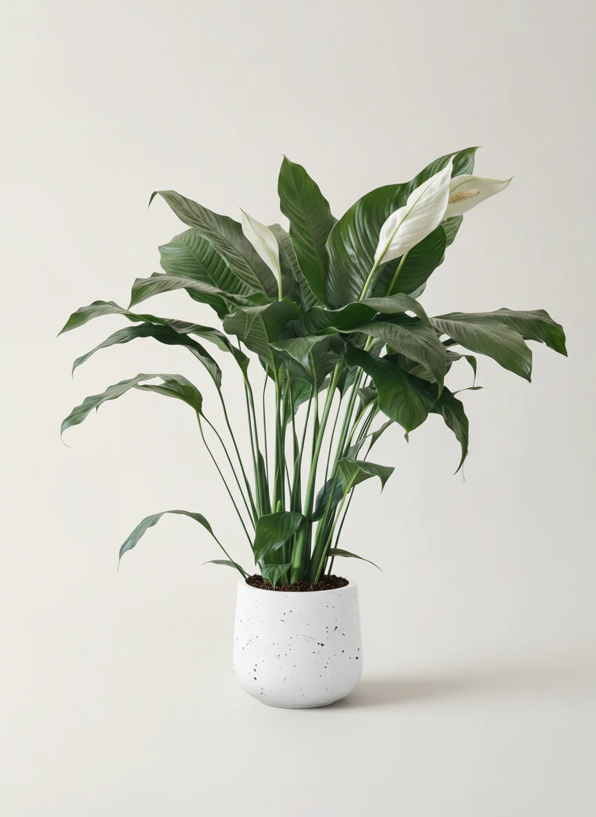 Spathiphyllum Kochii (Peace Lily) - Image 11