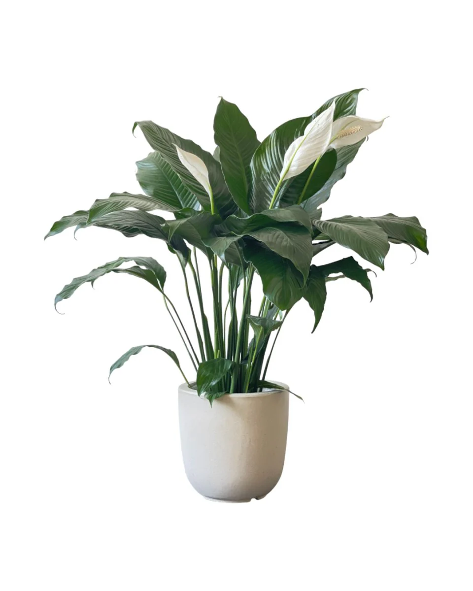 Spathiphyllum Kochii (Peace Lily) - Image 4