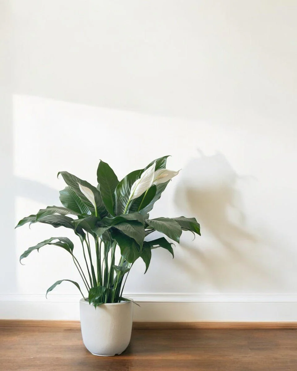 Spathiphyllum Kochii (Peace Lily) - Image 6