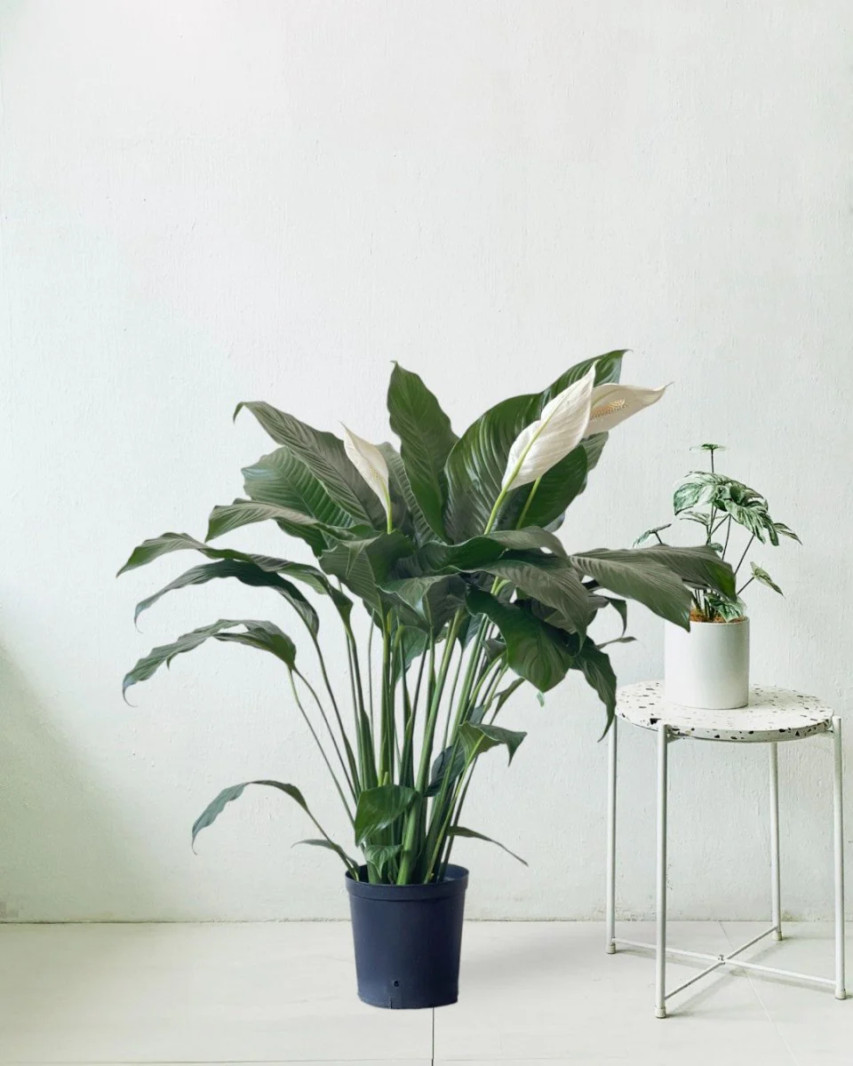 Spathiphyllum Kochii (Peace Lily) - Image 7