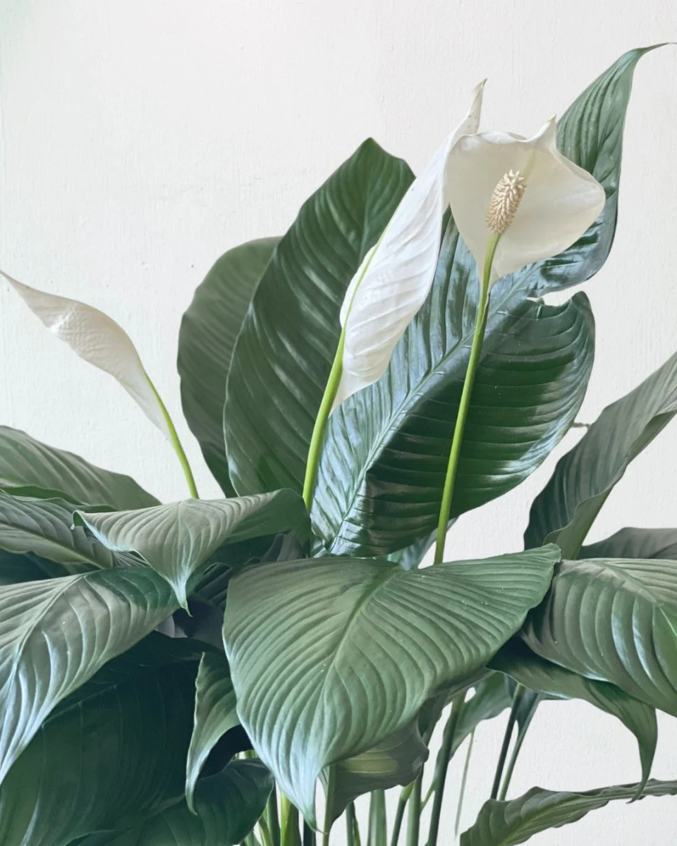 Spathiphyllum Kochii (Peace Lily) - Image 8