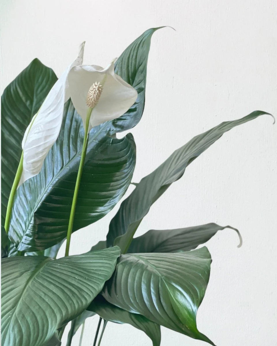 Spathiphyllum Kochii (Peace Lily) - Image 9