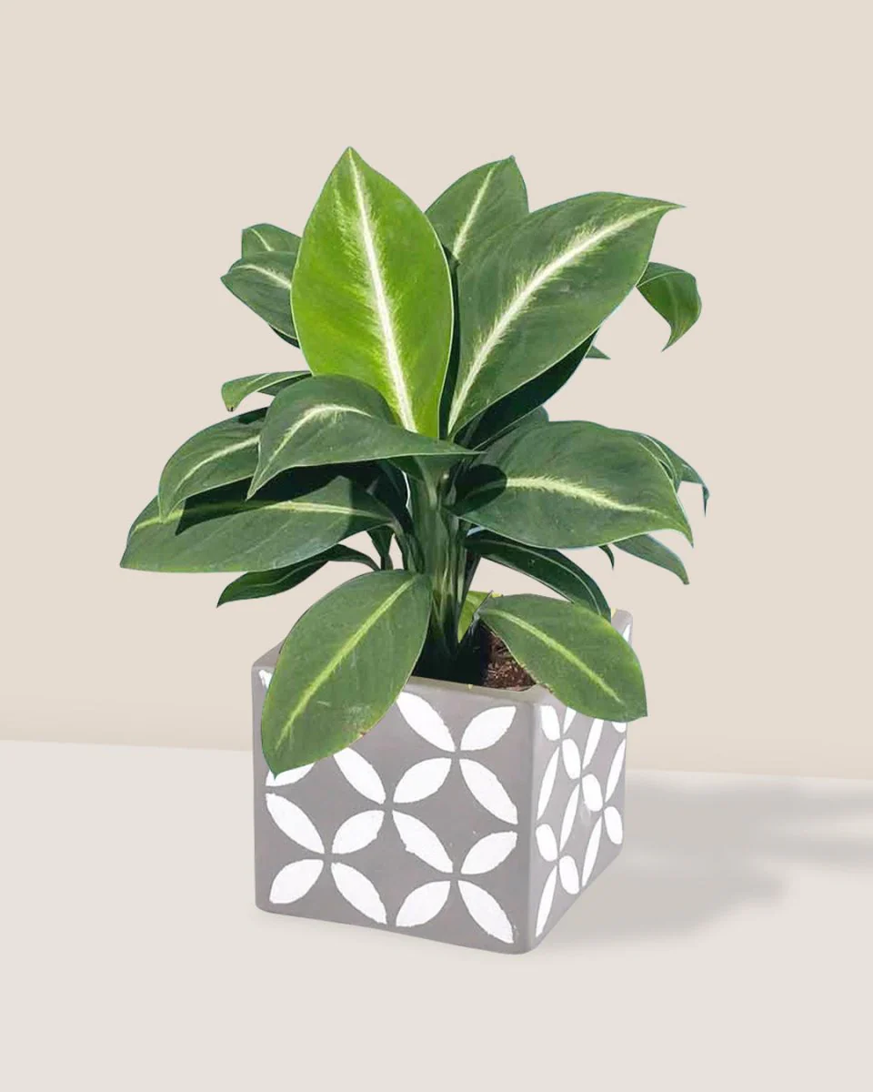 Spathiphyllum ‘White Stripe’ - Image 11