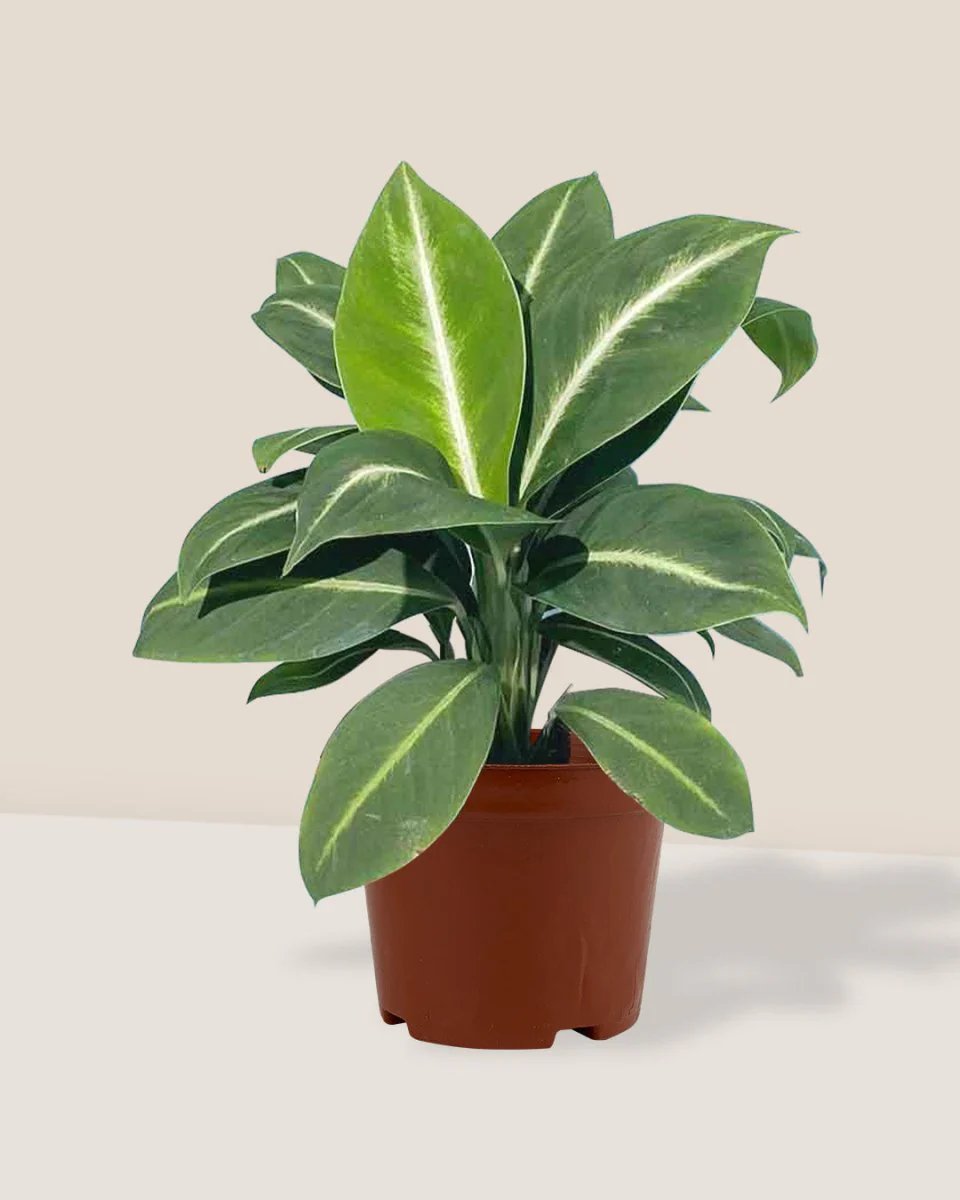 Spathiphyllum ‘White Stripe’ - Image 12