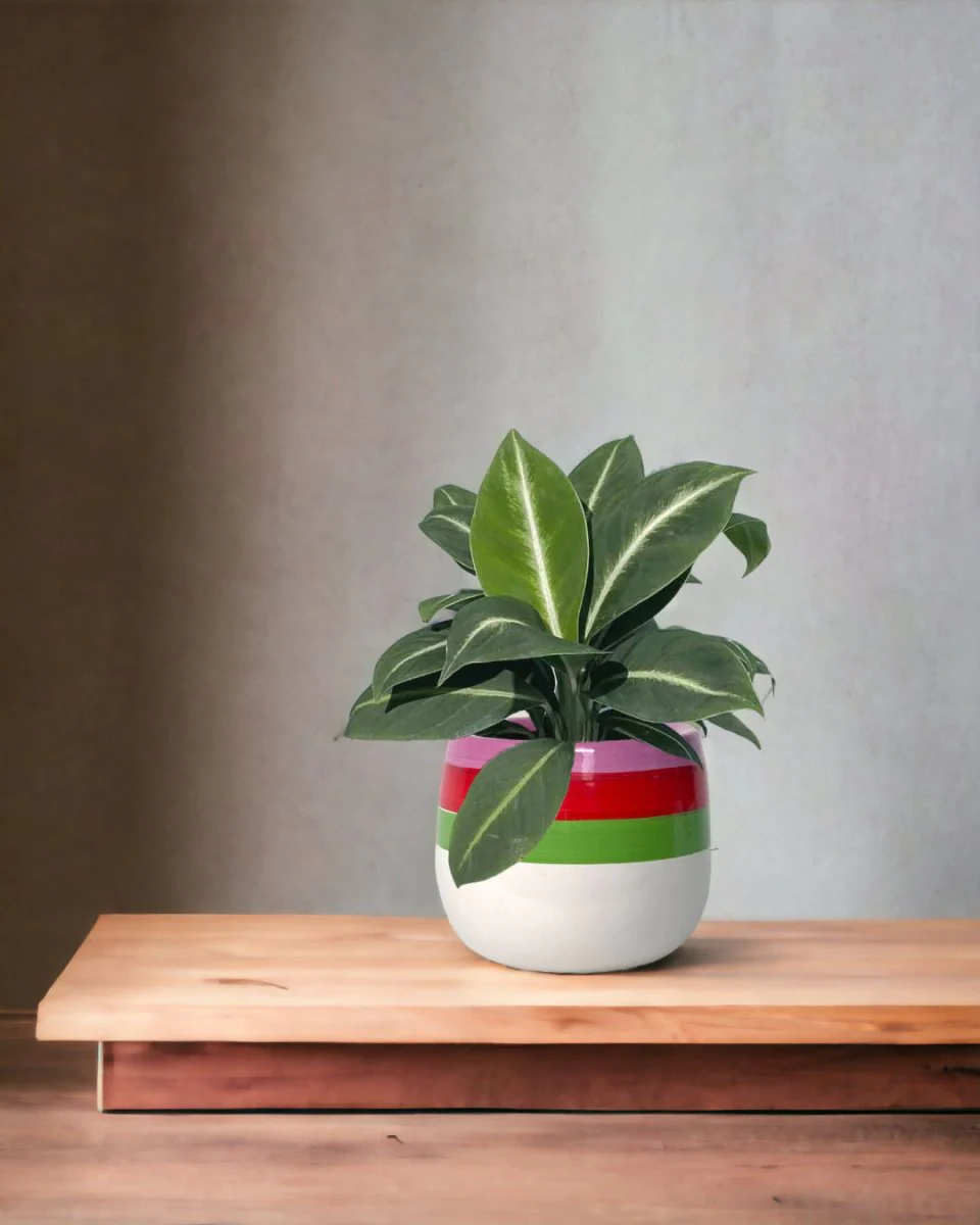 Spathiphyllum ‘White Stripe’ - Image 8