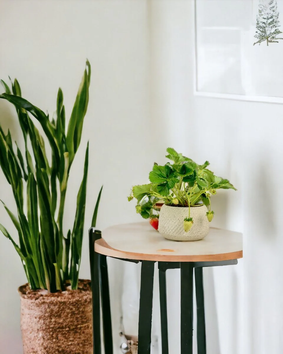 Strawberry Plant - Image 2