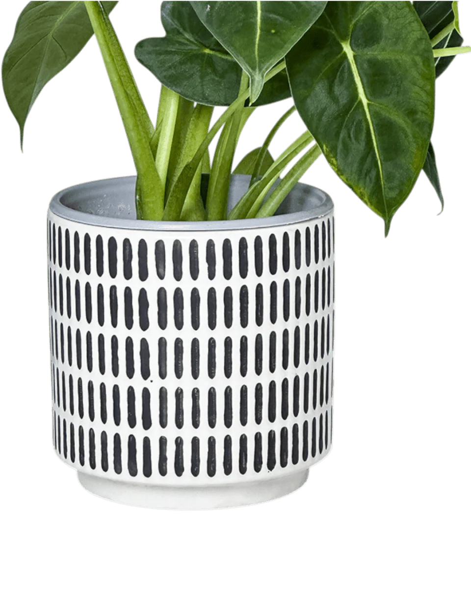Stripe Pocky Planter - Image 4