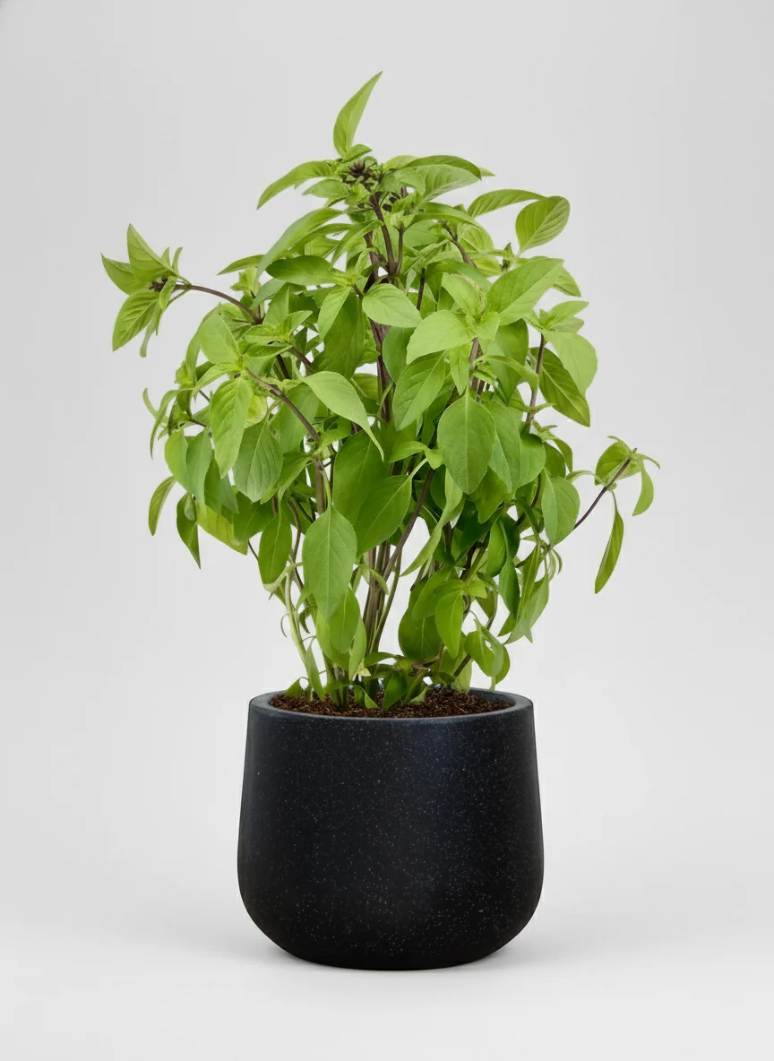 Thai Basil - Image 6