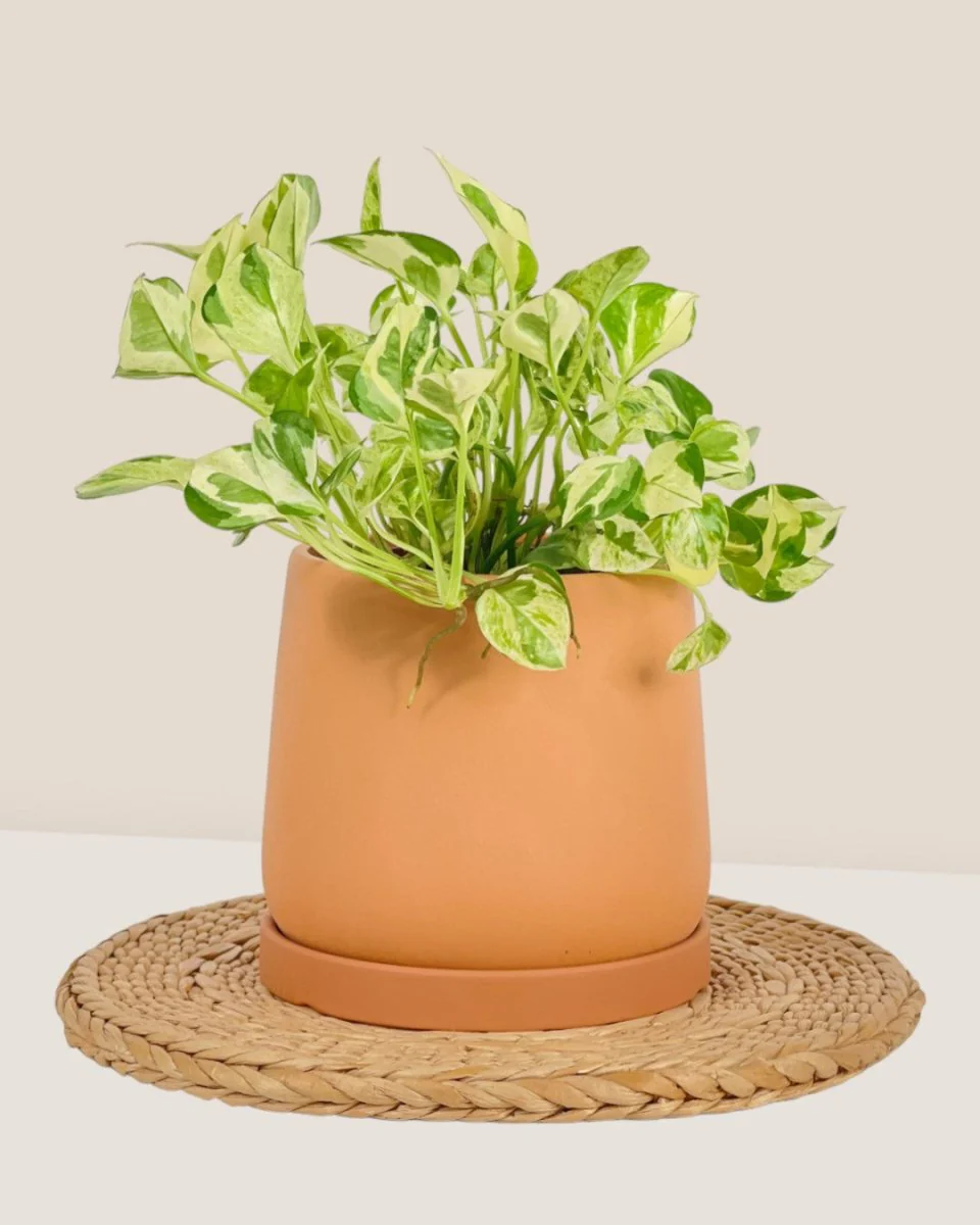 Tulip Terracotta - Small - Image 12