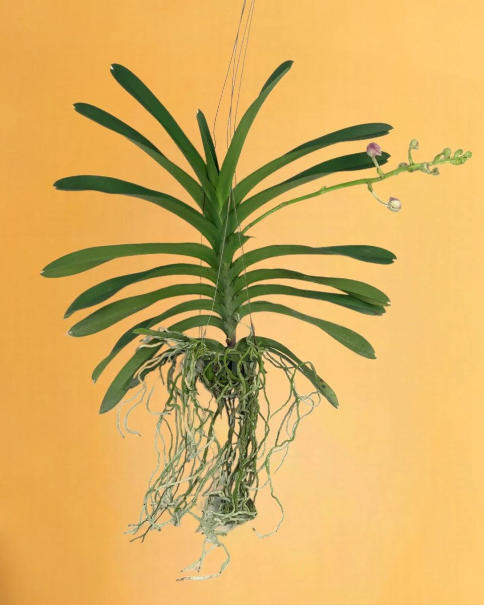 Vanda Orchid - Image 3