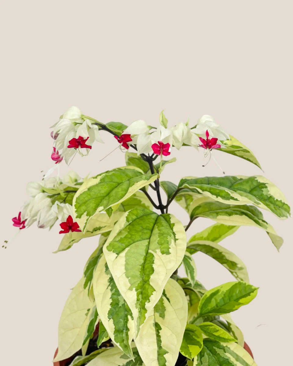 Variegated Clerodendrum Batik - Image 4