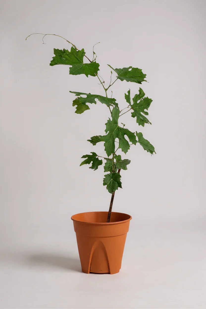 Vitis Vinifera - Grapes - Image 7