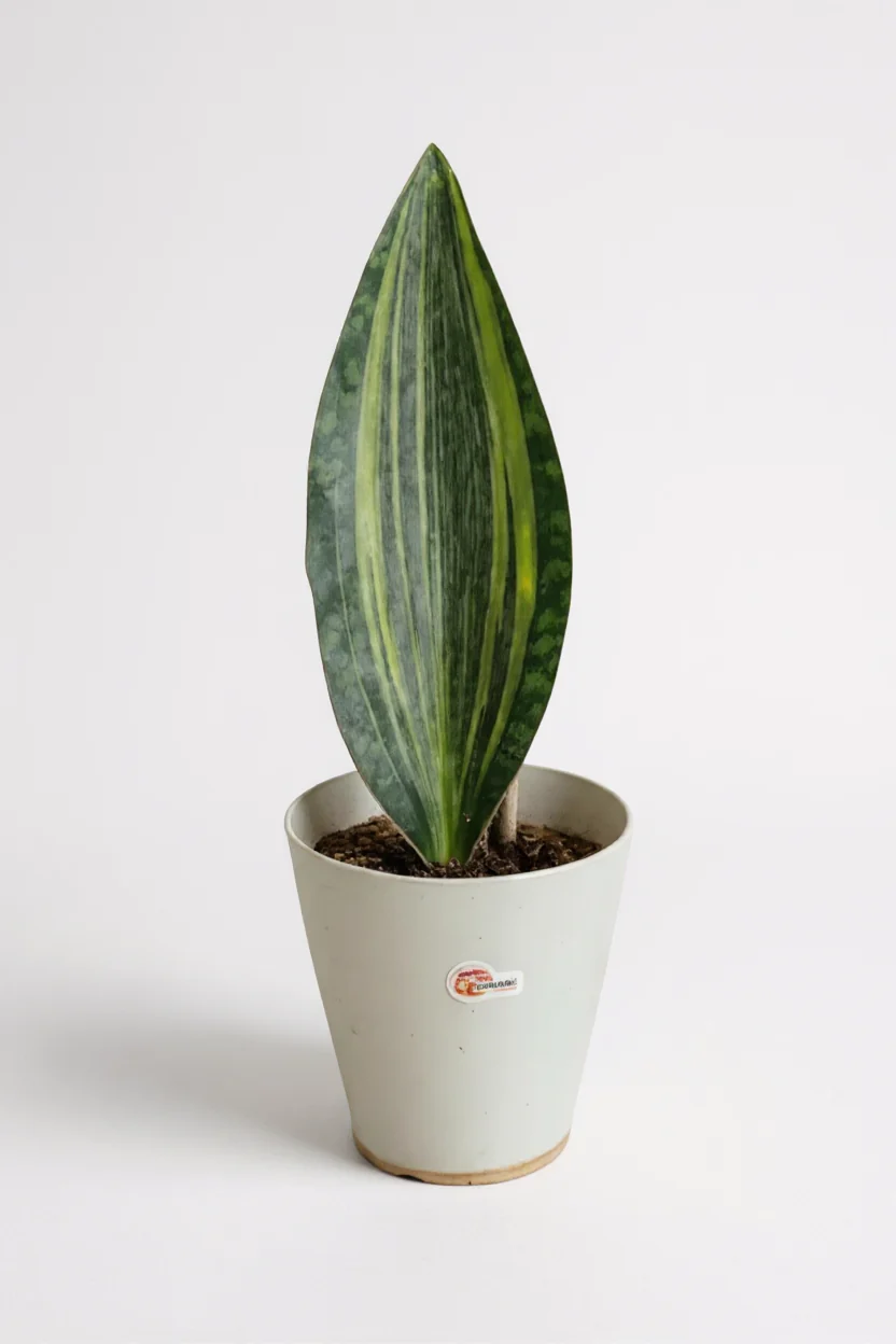 Whale Fin Variegated Snake Plant - Large - Image 6