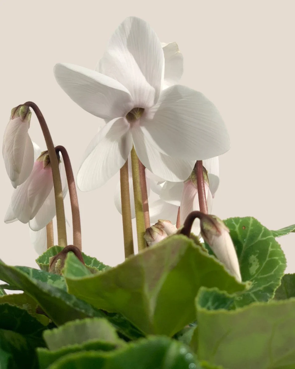 Cyclamen Flower - Image 5