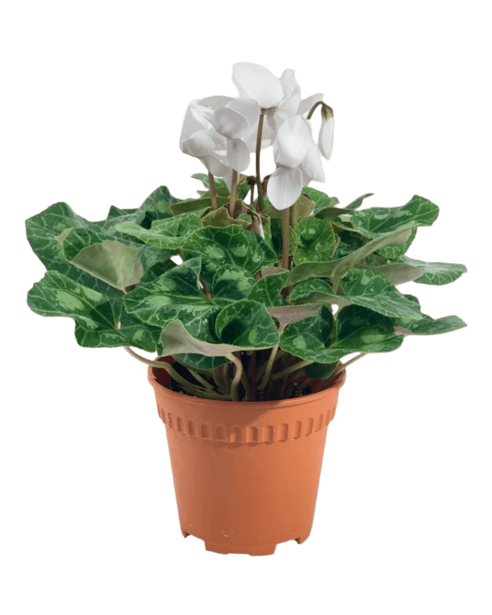 Cyclamen Flower - Image 6