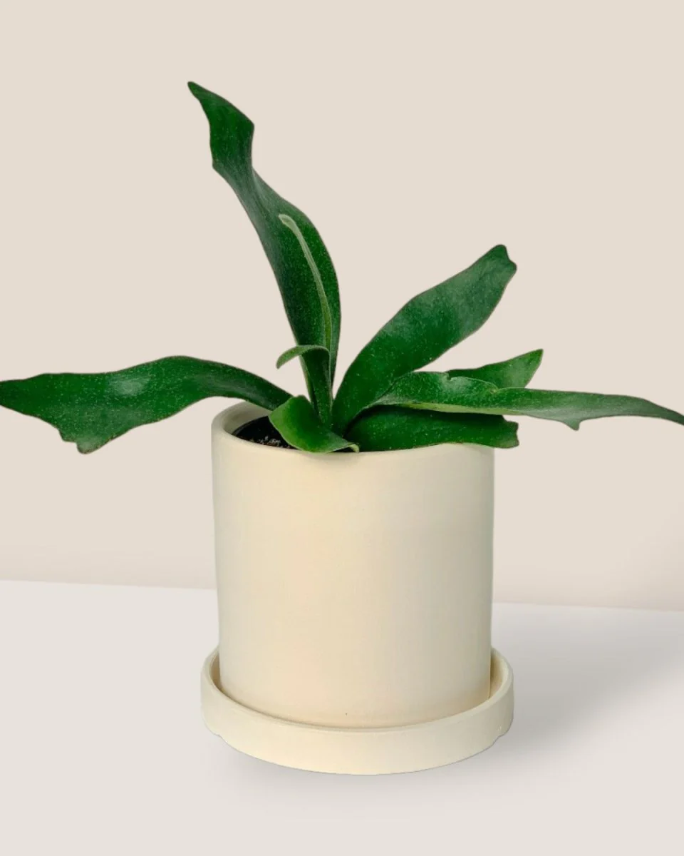 White Flour Planter - Image 2