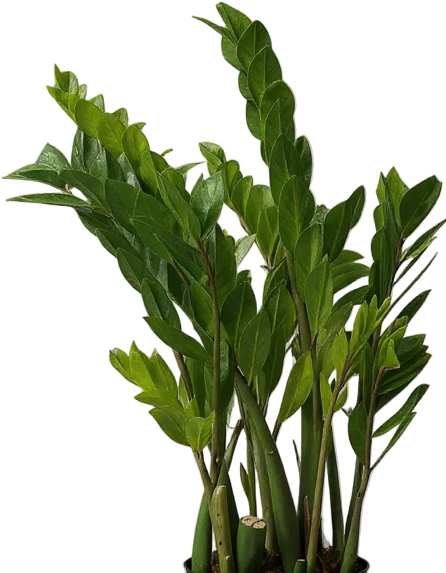 ZZ Plant - XL - Image 8